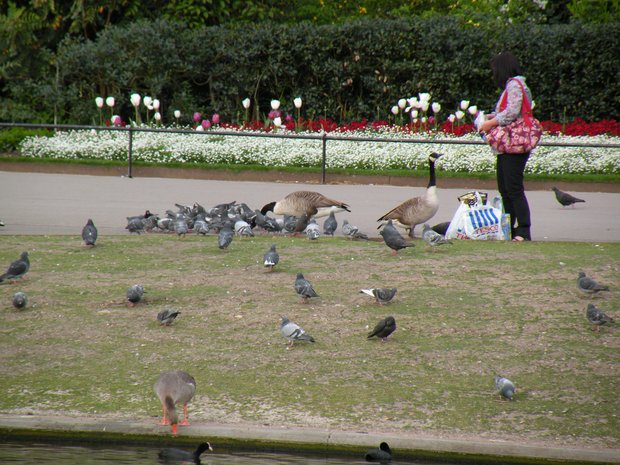  nourriture des pigeons et des canards